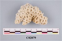 藏品(珊瑚化石)的圖片